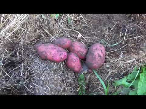 Видео: Урожай картошки под сеном. Финал.