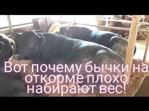 Видео: Быки на откорме плохо набирают вес, главная причина. fattening bulls.