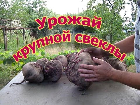Видео: Урожай свеклы на узких грядках (укр.)