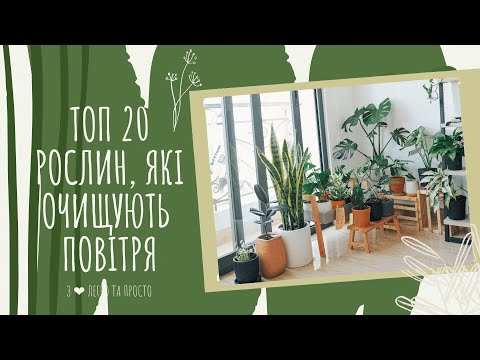 Видео: ТОП 20 кімнатних РОСЛИН, які ОЧИЩУЮТЬ повітря