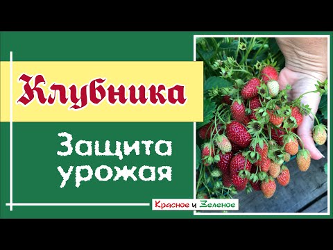 Видео: 100% защита ягод клубники от серой гнили