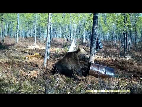 Видео: Охота на медведя весна 2023г.