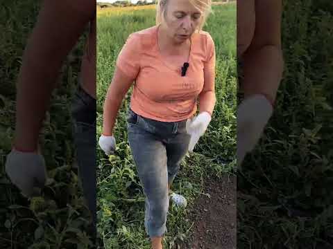 Видео: Як посадити вуса полуниці.🍓 замовляйте 
