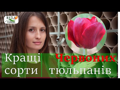 Видео: Кращі тюльпани червоного кольору для вигонки