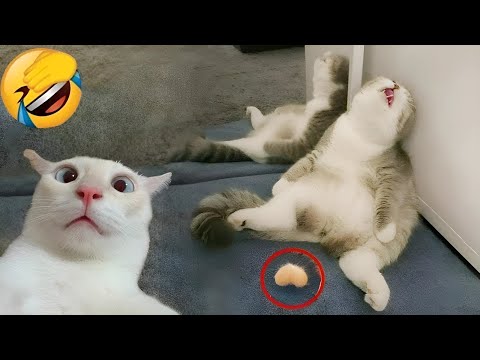 Видео: Забавные животные, которые заставят вас смеяться безудержно! 😂