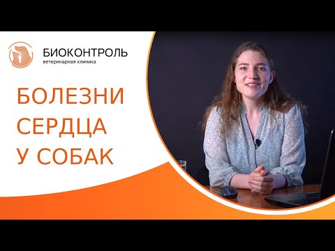 Видео: 🐶 Симптомы, лечение и профилактика наиболее частых болезней сердца у собак. Болезни сердца у собак.