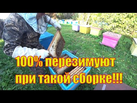 Видео: КАК ПРАВИЛЬНО СФОРМИРОВАТЬ ГНЕЗДО ПЧЕЛОСЕМЬИ В ЗИМУ ДЛЯ 100% ЗИМОВКИ