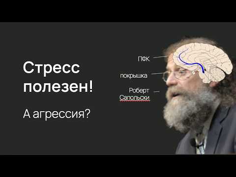 Видео: Стресс, агрессия и пищевое поведение