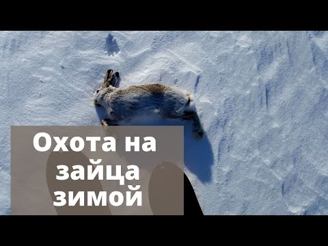 Видео: Как искать зайца по следу? Охота на зайца зимой.