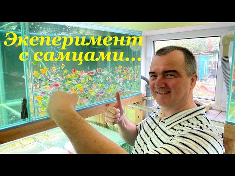 Видео: Как размножается тернеция? Я разоблачил секрет размножения тернеции!