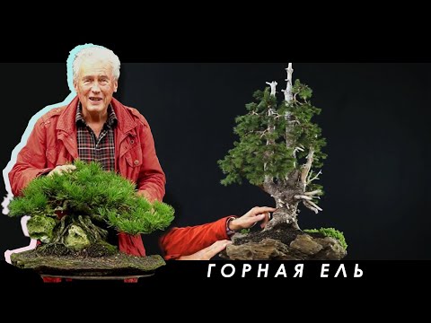 Видео: МЕЖДУНАРОДНАЯ БОНСАЙ АКАДЕМИЯ с Уолтером Полом 2013 - Часть 6 / "Ямадорная ель"