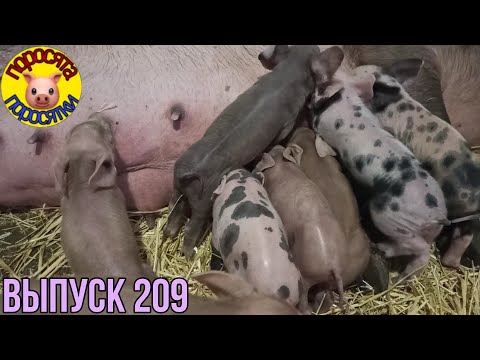 Видео: Не всё так гладко. Поросята. Итог инкубации.
