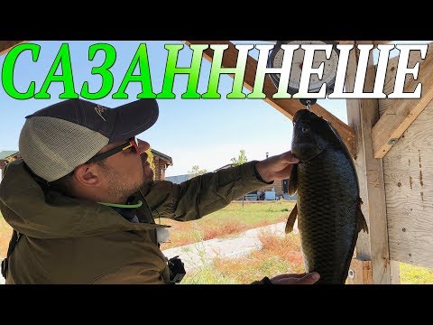 Видео: Охота на сазана! Клюют только пятерки, Завидово Балхаш.