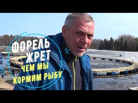 Видео: форель форелевая ферма, корм для рыб