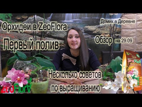 Видео: Орхидеи посаженные в ZeoFlora.Первый полив после посадки и несколько дельных советов по выращиванию