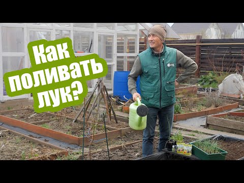 Видео: Вот от чего зависит ПОЛИВ ЛУКА! Сколько воды нужно луку на разных этапах