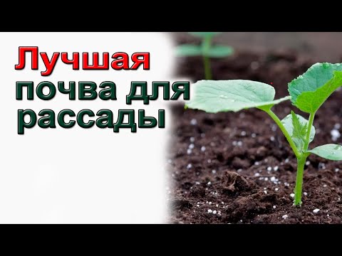 Видео: Лучшая почва для толстой рассады Томатов, Огурцов, Перца, Баклажан. Правда и обман. Не ошибитесь.