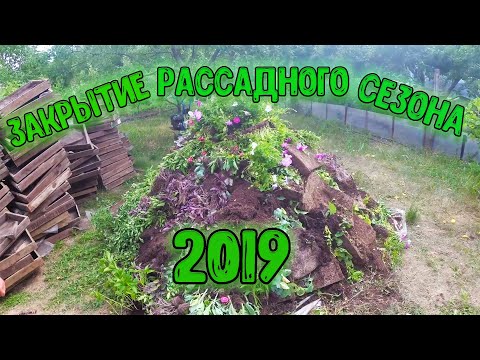 Видео: Закрытие рассадного сезона 2019 года, обзор сортов