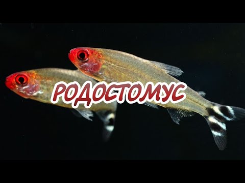 Видео: РОДОСТОМУС. СОДЕРЖАНИЕ И РАЗВЕДЕНИЕ.