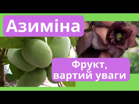 Видео: Азиміна трилоба - новий фрукт наших садів. Asimina triloba