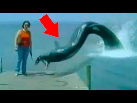 Видео: Никто бы не ПОВЕРИЛ Если бы ЭТО не ЗАСНЯЛИ на видео!