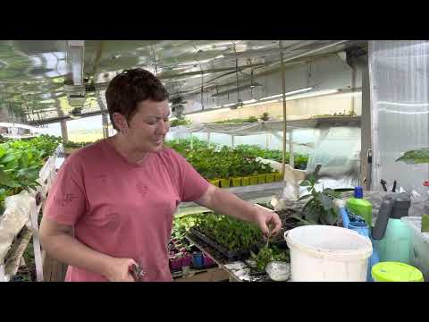 Видео: Как черенковать Френч Болеро, розовая ампельная гортензия. 23.07 летние черенки на следующий год.