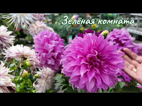 Видео: Что почём в джунглях? Цены на растения без прикрас.