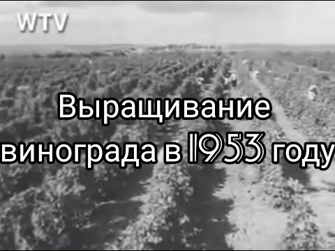 Видео: Выращивание винограда   в  1953 году