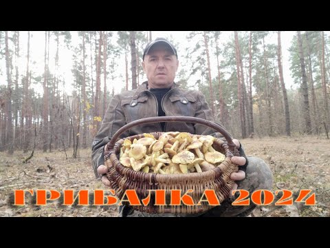 Видео: ПОХІД ВИХІДНОГО ДНЯ ДО ЛІСУ. 10.11.2024Р. ГАРНИЙ РЕЗУЛЬТАТ. ЗЕЛЕНИЦІ, ПІДЗЕЛЕНКИ...