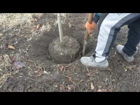 Видео: Как выкопать дерево для перевозки