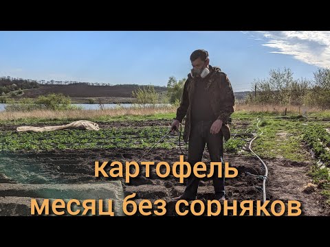 Видео: Обработка картофеля после посадки почвенным гербицидом. Гербицид по картошке