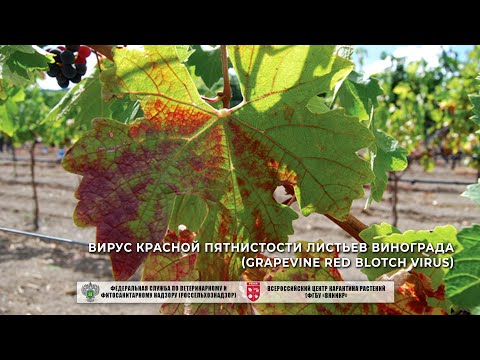 Видео: Вирус красной пятнистости листьев винограда (Grapevine red blotch virus)