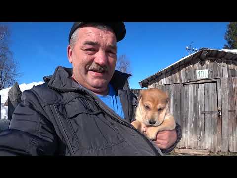 Видео: щенок гончей по кличке??? 22.03.22 г.