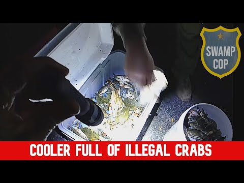 Видео: Холодильник, полный нелегальных крабов