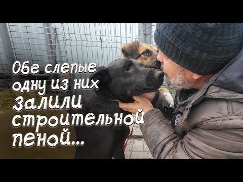 Видео: Избили собаку так, что ВЫПАЛ ГЛАЗ...