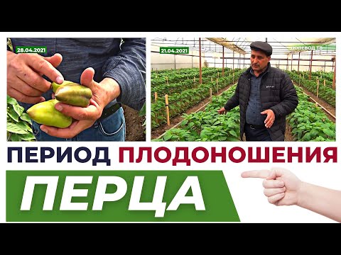 Видео: Первые наливы плодов перца "Фламинго"! 4 часть. #агробизнес #перцы #тепличныйбизнес #теплица