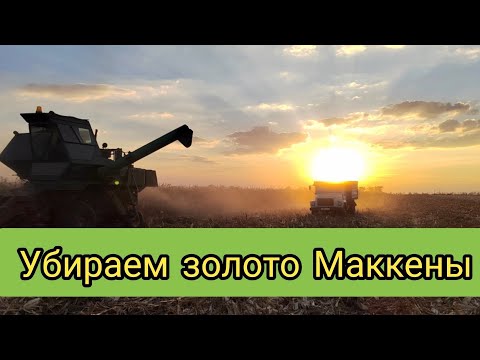 Видео: Уборка кукурузы 2022.