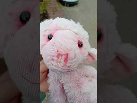 Видео: Как мы с барашкам гуляем 😋