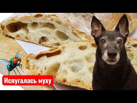 Видео: Как храбрая собака испугалась муху... 