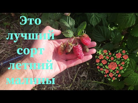 Видео: Малина Пшехиба || Результат поражает