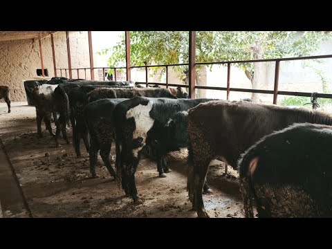 Видео: Дар шароити кишлок чихел бука бони кардан  