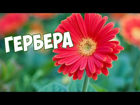 Видео: Гербера 🌼 Уход в домашних условиях