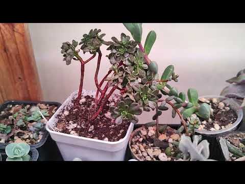 Видео: Обзор моих растений. Эхеверии и другие суккуленты. Часть 1 🌿 #succulent #echeveria #crassula #plants