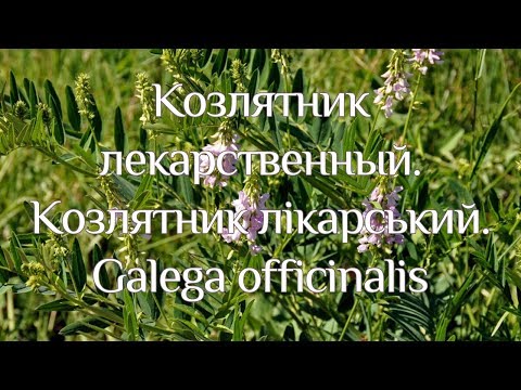 Видео: Козлятник лікарський