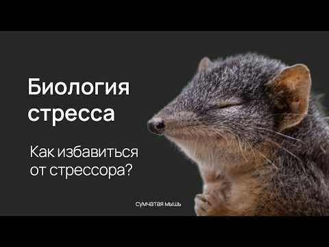 Видео: Стресс: что происходит с организмом?