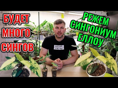 Видео: СИНГОНИУМ ЕЛЛОУ КОМНАТНОЕ РАСТЕНИЕ РАЗМНОЖАЕМ ЧЕРЕНКАМИ