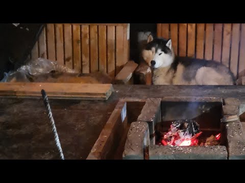 Видео: гуляем с 10 #хаски