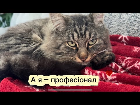 Видео: Кіт Енергетичний Реактор Всесвіту ✨