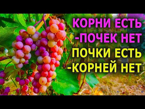 Видео: Нет корней у черенков винограда / Не раскрывается почка / ПРОБЛЕМЫ  УКОРЕНЕНИЯ ВИНОГРАДНЫХ ЧЕРЕНКОВ