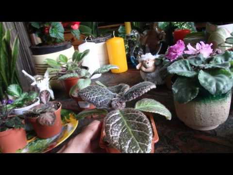 Видео: новые цветы в моем доме